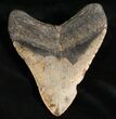 Megalodon Tooth - North Carolina #7466-2
